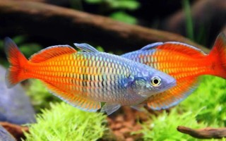 熱帶魚(yú)水渾濁怎么辦，需要給它適當(dāng)換水