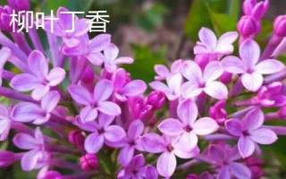 丁香花開放時間，不同品種的花期各有差異