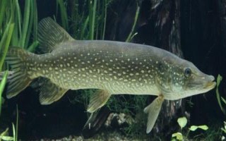 白斑狗魚的產(chǎn)地，我國僅分布于額爾齊斯河干流及其支流
