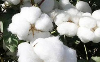 富雜3號(hào)棉花品種簡(jiǎn)介，單價(jià)轉(zhuǎn)抗蟲(chóng)基因雜交春棉品種