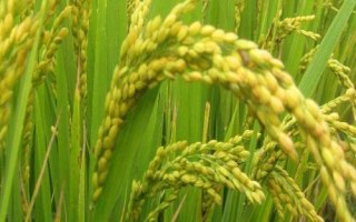 隆晶優(yōu)1號水稻種子簡介，全生育期127.6天