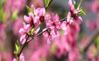 花朵的組成部分，主要包括花萼、花托、花冠等部位
