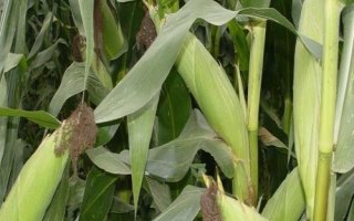 甘墾95玉米種簡(jiǎn)介，種植密度每畝4500株