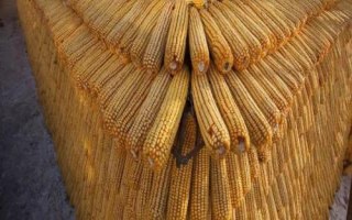 桂糯969玉米種子特征特性，該品種株型平展
