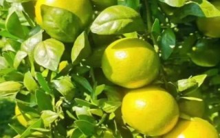 廣西橘子的品種，常見的有沃柑、夏橙、砂糖橘等