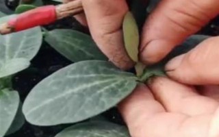 西瓜的嫁接砧木要注意什么，需具備抗病能力、適應(yīng)能力與親和性