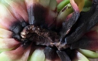 多肉的常見病及處理方法，常見的有赤霉病、炭疽病等