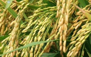 云粳48號(hào)水稻種子簡(jiǎn)介，全生育期177.6天