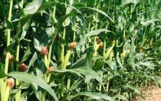 春玉米的巧種植方法，推廣種植密度每畝4000-4500株