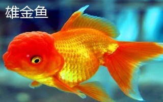 雌雄金魚(yú)如何區(qū)分，雄魚(yú)瘦長(zhǎng)、雌魚(yú)短圓