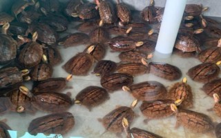 金錢龜苗怎么養(yǎng)殖，定時(shí)定量投喂飼料