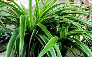 吊蘭的花語，寓意低調(diào)樸素、生機勃勃等
