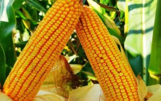 谷神玉3號(hào)玉米種子特征特性，生育期129.0天