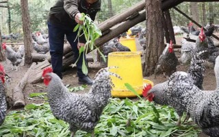蘆花雞和普通雞有什么區(qū)別，品種、外觀均不同