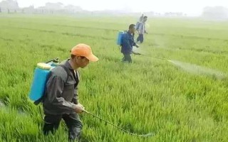 打了除草劑的地塊多久能種白菜，大概需要間隔5-7天左右