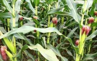 南泥灣18玉米種子特點，生育期春季平均106天