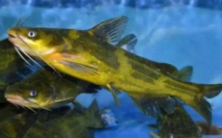 黃顙魚的產(chǎn)地，長江中下游的河流湖泊中較多