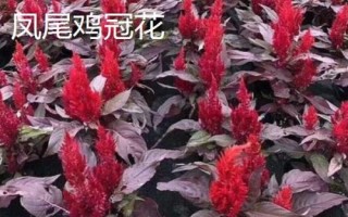 雞冠花有哪些品種，常見種類有鳳尾雞冠花、多頭雞冠花、瓔珞雞冠花