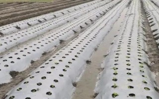 地膜種菜應(yīng)如何澆水，一是滴灌，二是直接灌溉