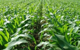 大民399玉米種子特征特性，中抗大斑?。?-5級）