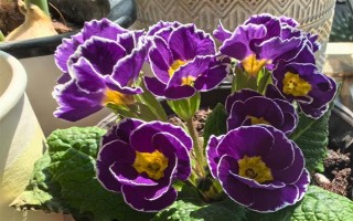 過年養(yǎng)哪些花喜慶，推薦報(bào)春花、蝴蝶蘭等