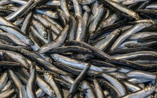 丹江口市銀魚的產(chǎn)地，產(chǎn)地主要在湖北十堰丹江口市