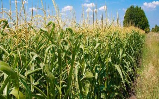 農(nóng)華106玉米種子簡介
