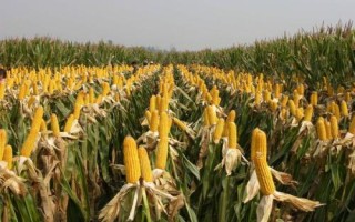 強盛392玉米品種簡介，適宜播種期4月下旬至5月上旬