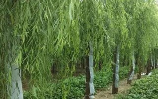 現(xiàn)在種植什么樹能賺錢，可種植彩葉樹種、喬木類等