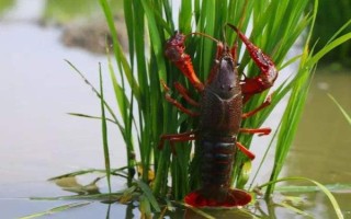 農(nóng)村養(yǎng)殖小龍蝦要注意什么，將黑魚和鱔魚作為重點防范對象