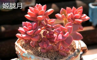姬朧月和朧月有什么區(qū)別，前者是草本植物、后者是常綠灌木
