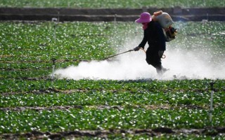 蔬菜低碳防蟲方法，可以肥治蟲、以死蟲治活蟲等