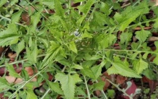 常見(jiàn)的十字花科作物，包括蘿卜、白菜、芥菜等品種