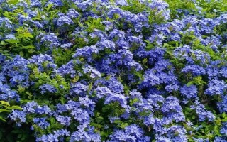 藍(lán)雪花的形態(tài)特征，一般高約20-30厘米