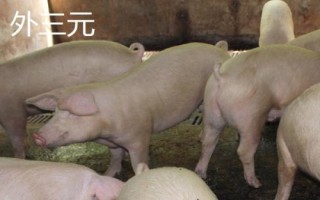 什么是三元豬，不是指某個(gè)品種、而是指一種雜交模式