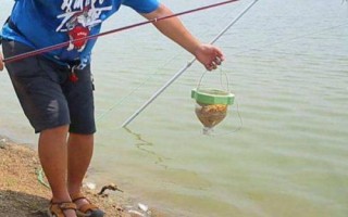 垂釣麥穗魚的技巧，可從釣底開始向上搜索魚層