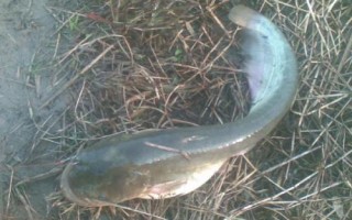 10號(hào)丸世鉤可以釣多重的魚(yú)，適合垂釣6-7斤的魚(yú)種