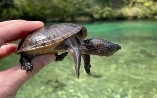 能不能用深水飼養(yǎng)烏龜，豬鼻龜、麝香龜?shù)绕贩N可以養(yǎng)在深水缸中