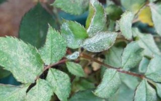 月季白粉病的癥狀，初期葉片會(huì)皺縮反卷、變厚