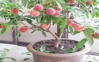 桃樹盆栽的觀賞價(jià)值，可觀賞桃花還可觀賞果實(shí)