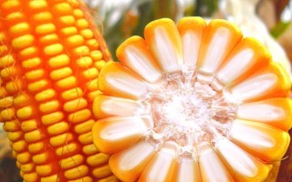 利禾10玉米種子簡介，中抗穗腐病