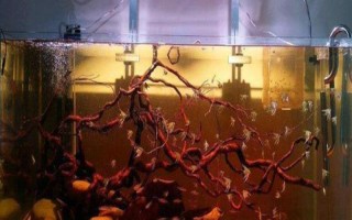 魚缸水發(fā)黃的處理方法，需更換飼料和注意換水等