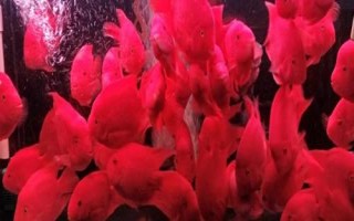 鸚鵡魚水溫多少度合適，水溫應控制在26℃-27℃