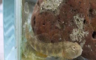 淡水蝦虎魚的價格，不同地區(qū)的售價有較大差異