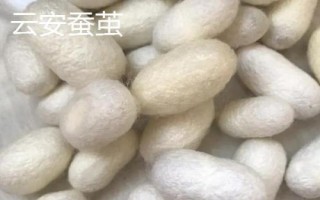 廣東省云安的特產(chǎn)，種桑養(yǎng)蠶歷史悠久