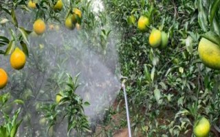 怎么使用微量元素水溶肥，分為土壤施肥、種子處理、根外追肥