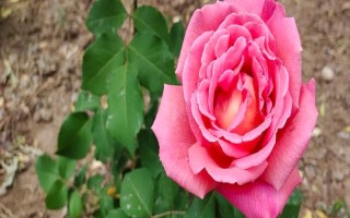 月季花壓條繁殖的方法，選擇1-2年時(shí)間的枝條進(jìn)行