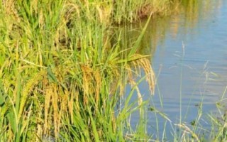 吉農(nóng)大686水稻種子特點，栽培密度