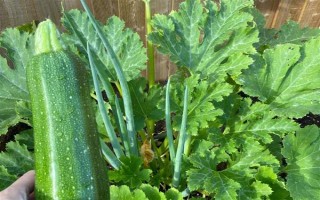 種植角瓜的時(shí)間和方法，一般以5月上旬、9月上旬為宜