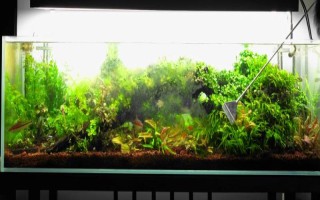 魚缸殺菌所用藥物，高錳酸鉀、二氧化氯經(jīng)常被使用